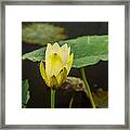 American Lotus Blossom 1 Framed Print