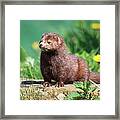 American Mink Framed Print