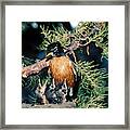 American Robin With Young Framed Print