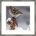 American Tree Sparrow In Snow Framed Print