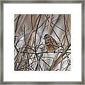 American Tree Sparrow Framed Print