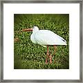 American White Ibis Framed Print