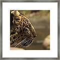 Amur Leopard Framed Print