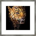 Amur Leopard Portrait 2 Framed Print