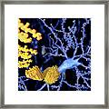 Amyloid Beta Peptide, Illustration Framed Print