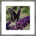 An Afternoon Visitor Framed Print