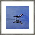 An American Avocet Searches For Food Framed Print