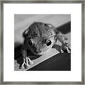 An American Frog Framed Print