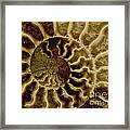 An Ancient Ammonite Pattern Iv Framed Print