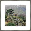 An Elk Standing On The Top Of A Rock Framed Print