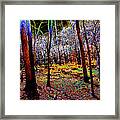 An Evening Forest Framed Print