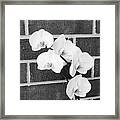 An Orchid Framed Print