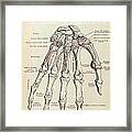 Anatomy Human Body Old Anatomical 77 Framed Print
