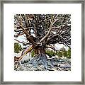 Ancient Bristlecone Pine Forest Framed Print