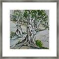 Ancient Olive Grove Framed Print