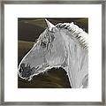 Andalusian Foal Framed Print