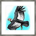 Andean Condor Framed Print