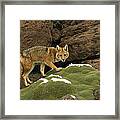 Andean Red Fox Altiplano Bolivia Framed Print