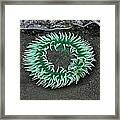 Anemone Framed Print