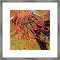 Anemone Framed Print