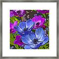 Anemones Framed Print