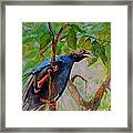 Angel Bird Of  North Moluccas Framed Print