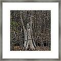 Angel Of The Forest Framed Print