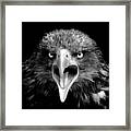 Angry Bird Framed Print