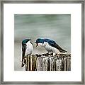 Angry Swallow Framed Print
