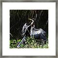 Anhinga Resting Framed Print