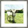 Animals - Cows -longhorn In Summer Pasture Framed Print