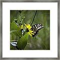 Anise Swallowtail 001 Framed Print