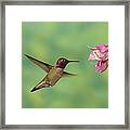 Annas Hummingbird Feeding Santa Rita Mts Framed Print