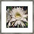 Another Beautiful Day In The Desert :) Framed Print