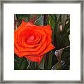 Another Sharp Red Roas Framed Print