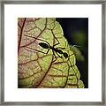 Ant Malaysia Framed Print