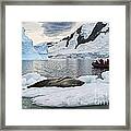 Antarctic Serenity... Framed Print