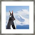 Antarctica Gentoo Penguin Shouting Framed Print