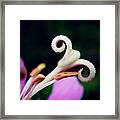 Antennae Of Beauty Framed Print