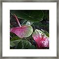 Anthurium Glow Framed Print