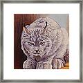 Anticipation Before The Pounce Framed Print