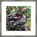 Any Day Now I Expect To Check The Nest Framed Print