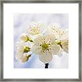 Apple Blossom Bright White And Delicate Framed Print