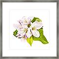 Apple Blossom Framed Print
