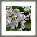 Apple Blossoms 2 Framed Print