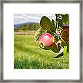 Apple Orchard Framed Print