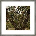 Apple Trees In An Orchard, Sebastopol Framed Print