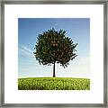 Apples And Oranges Growing On Tree Framed Print