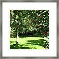 Apples In The Orchard Framed Print