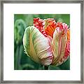 Apricot Parrot Tulip Framed Print